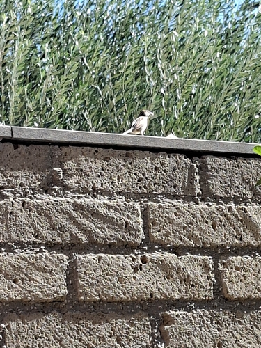 Italian Sparrow
