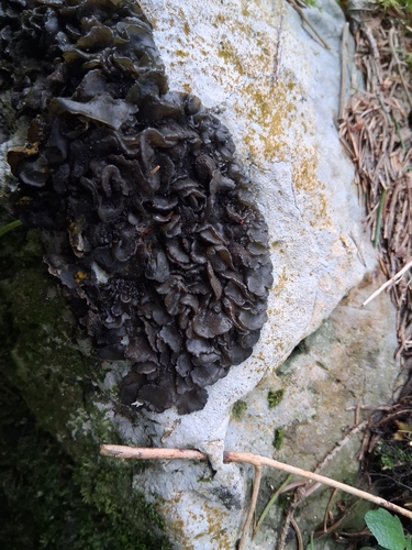 Lathagrium auriforme