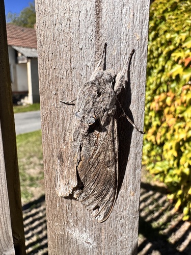 Convolvulus Hawkmoth