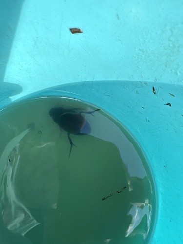 Great Silver Water Beetle