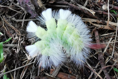 Pale Tussock Moth