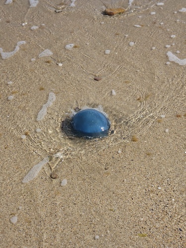 Dustbin-lid Jelly