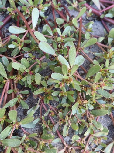 Common Purslane