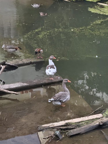 Greylag Goose