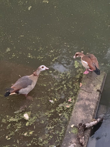 Egyptian Goose