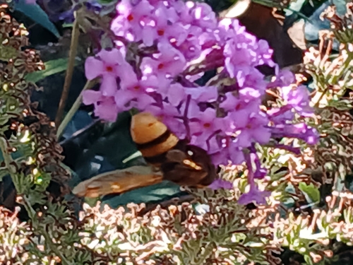 Hornet Mimic Hover Fly