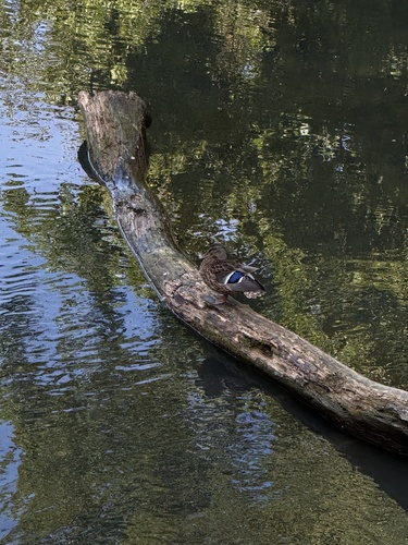 Mallard