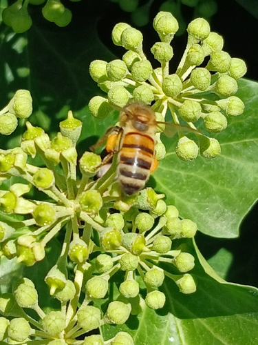 Western Honey Bee