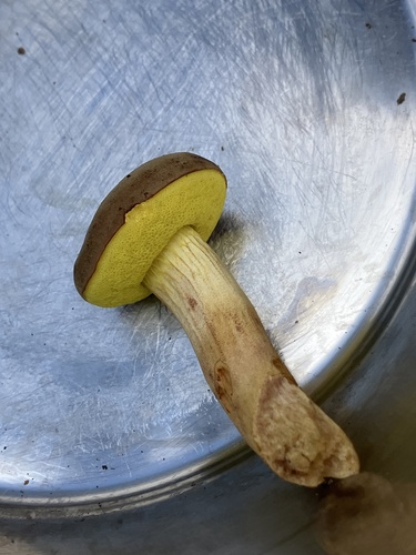 Suede Bolete