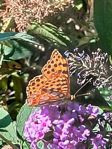 Queen of Spain Fritillary