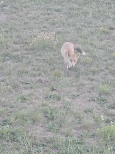 Red Fox