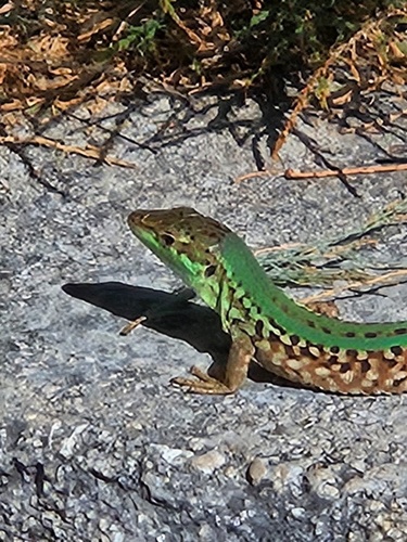Italian Wall Lizard