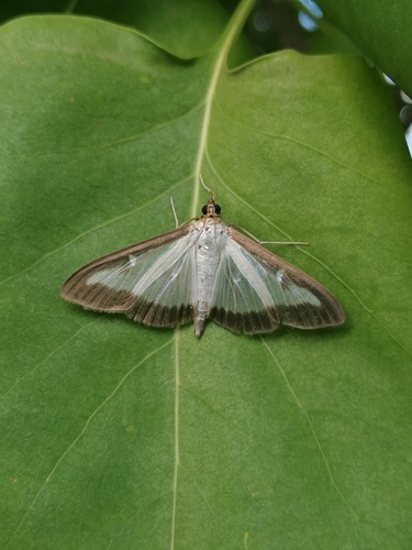 Box Tree Moth
