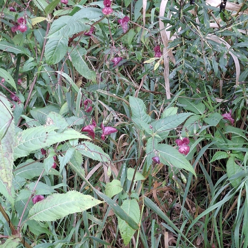 Himalayan balsam