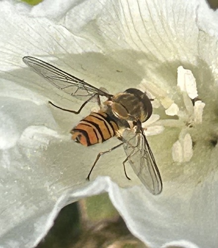 Marmalade Hover Fly