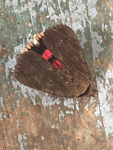 Darling Underwing