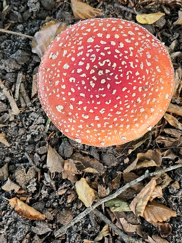 Fly Agaric