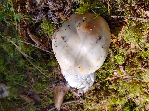 King Bolete