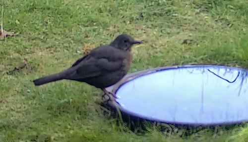 Eurasian Blackbird