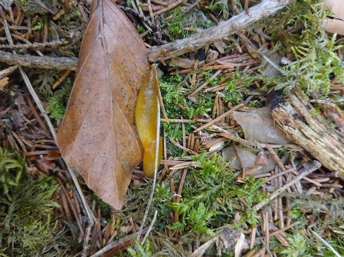 Lemon Slug