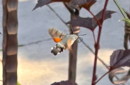 Eurasian Hummingbird Hawkmoth