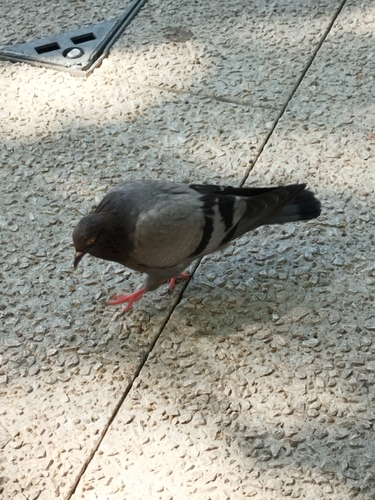Rock Pigeon