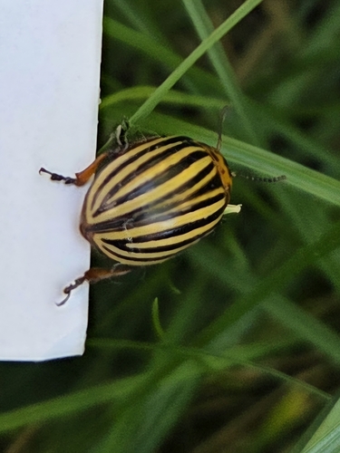 Colorado Potato Beetle
