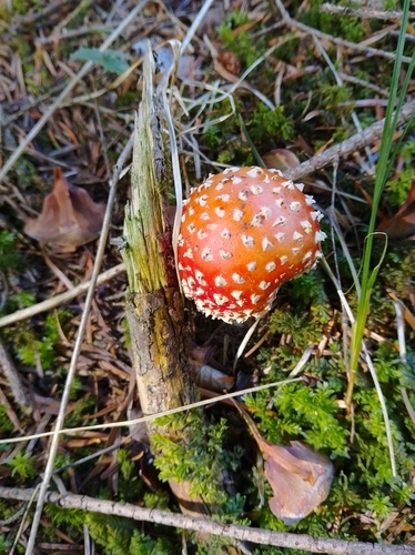 Fly Agaric