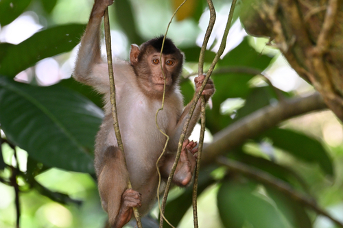Southern Pig-tailed Macaque