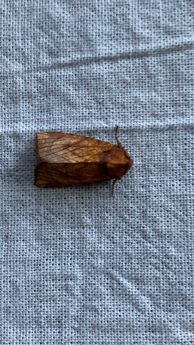Sensitive Fern Borer Moth