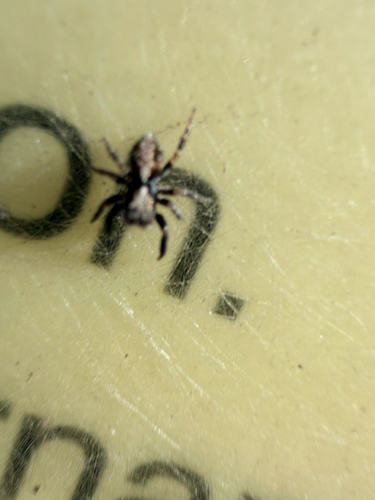 House Jumping Spider