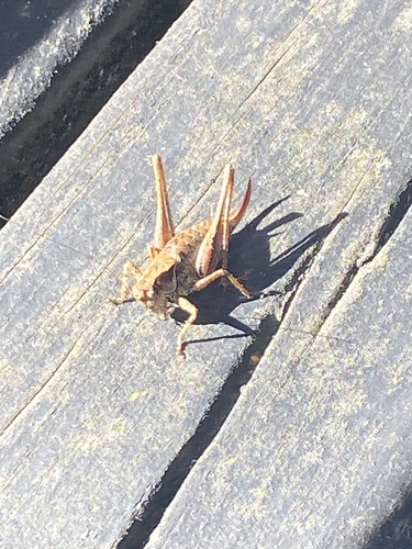 Dark Bush-cricket