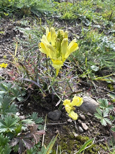 common toadflax