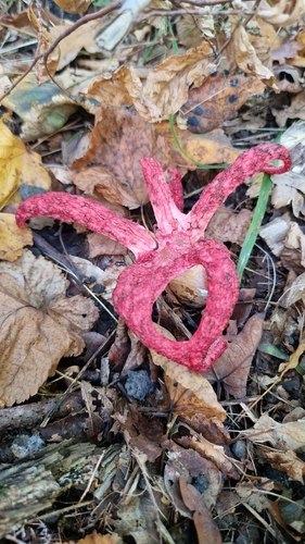 devil's-fingers