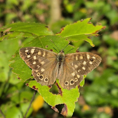 Speckled Wood