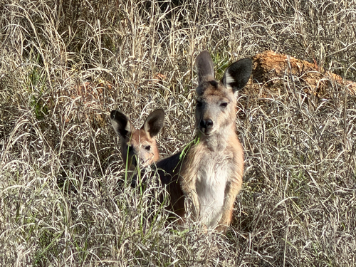 Common Wallaroo