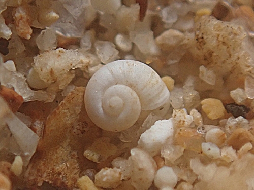 Islamia archeducis