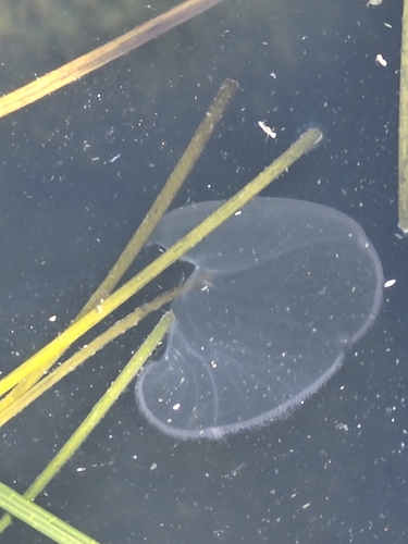 Common Moon Jelly