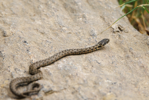 Viperine Snake