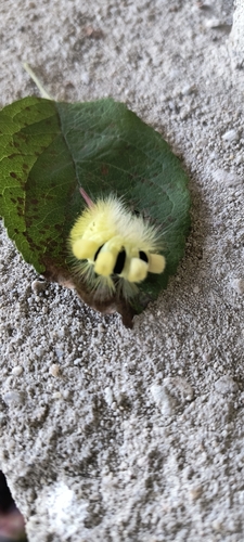 Pale Tussock Moth