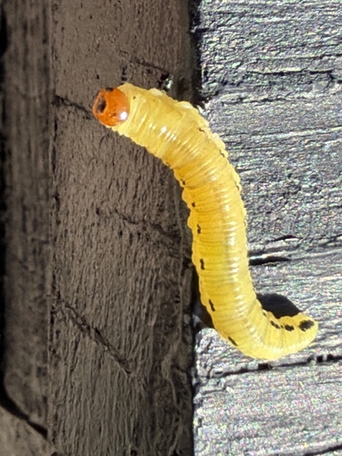 Pine Sawfly