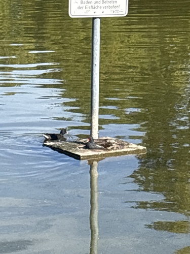 Eurasian Moorhen