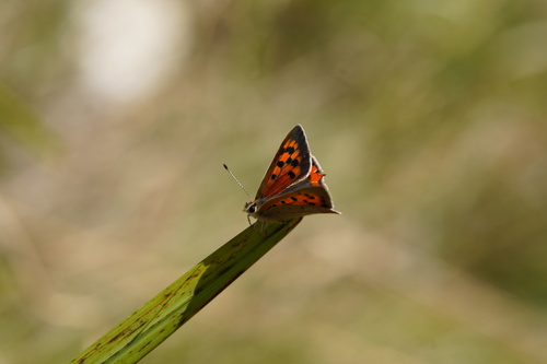 Small Copper