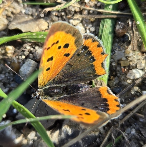Small Copper