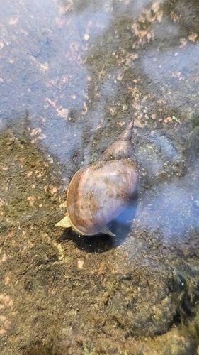 Great Pond Snail
