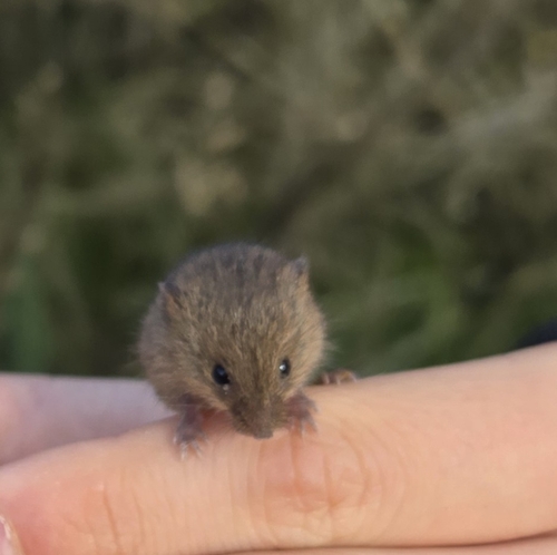 Eurasian Harvest Mouse