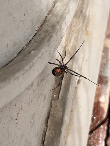 Brown Widow