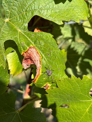 Brown Marmorated Stink Bug