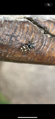 Zebra Jumping Spider