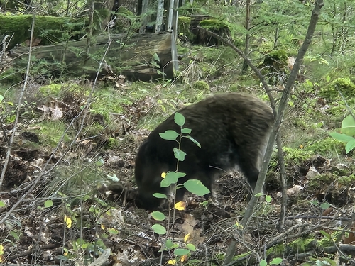 Wild Boar